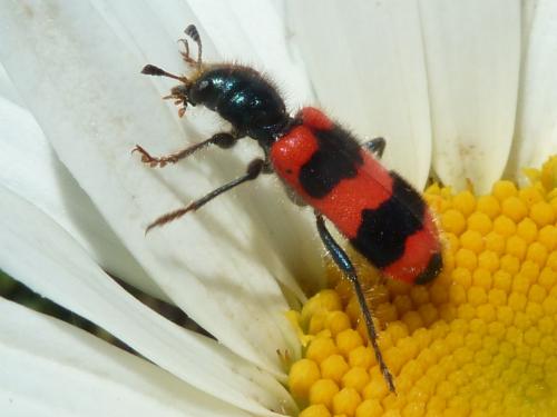 Trichodes apiarius